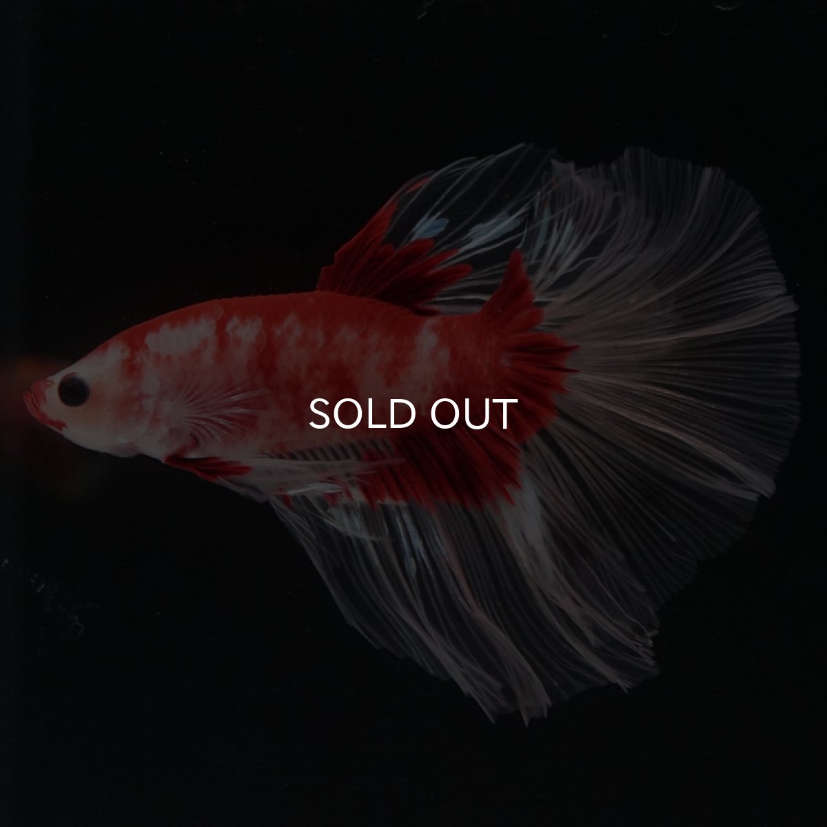 画像10: HM　紅白クリアフィン (10)