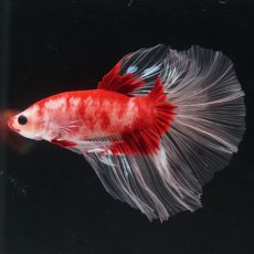 画像10: HM　紅白クリアフィン (10)