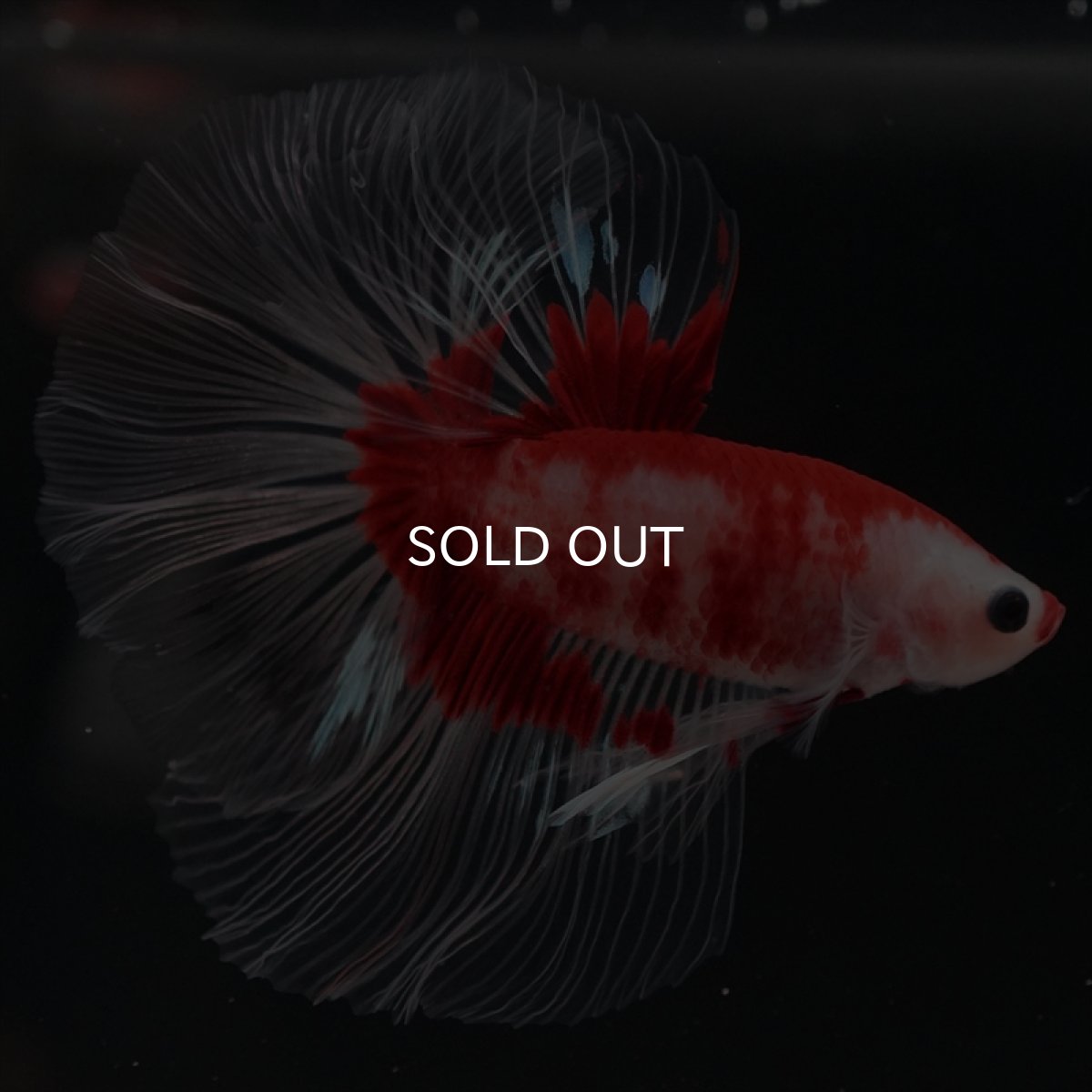 画像3: HM　紅白クリアフィン (3)