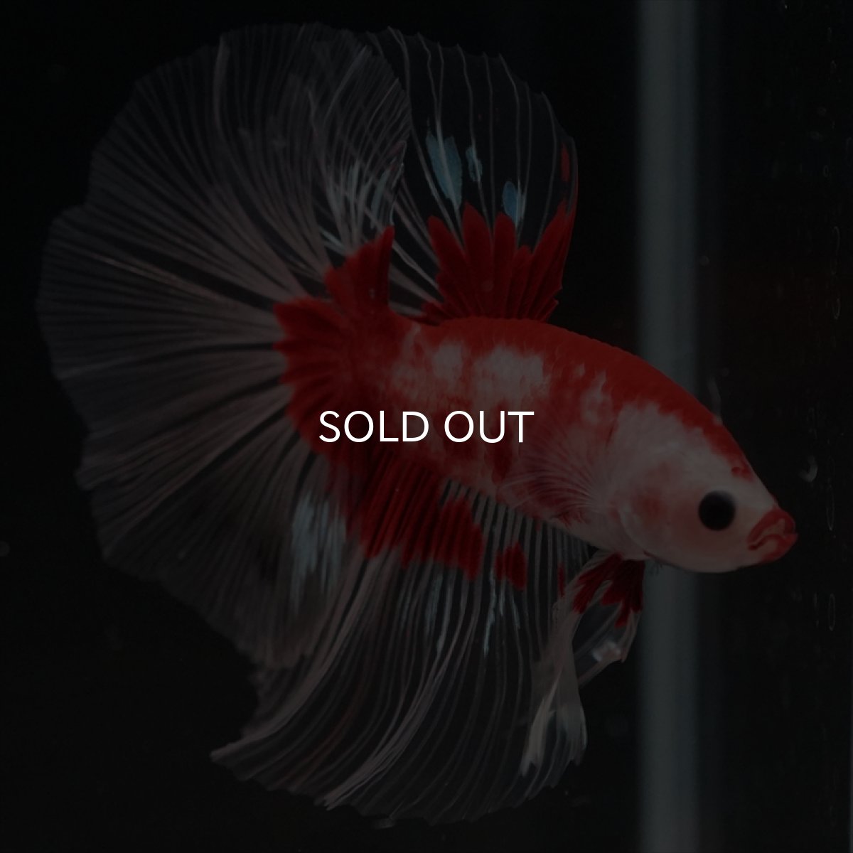 画像9: HM　紅白クリアフィン (9)