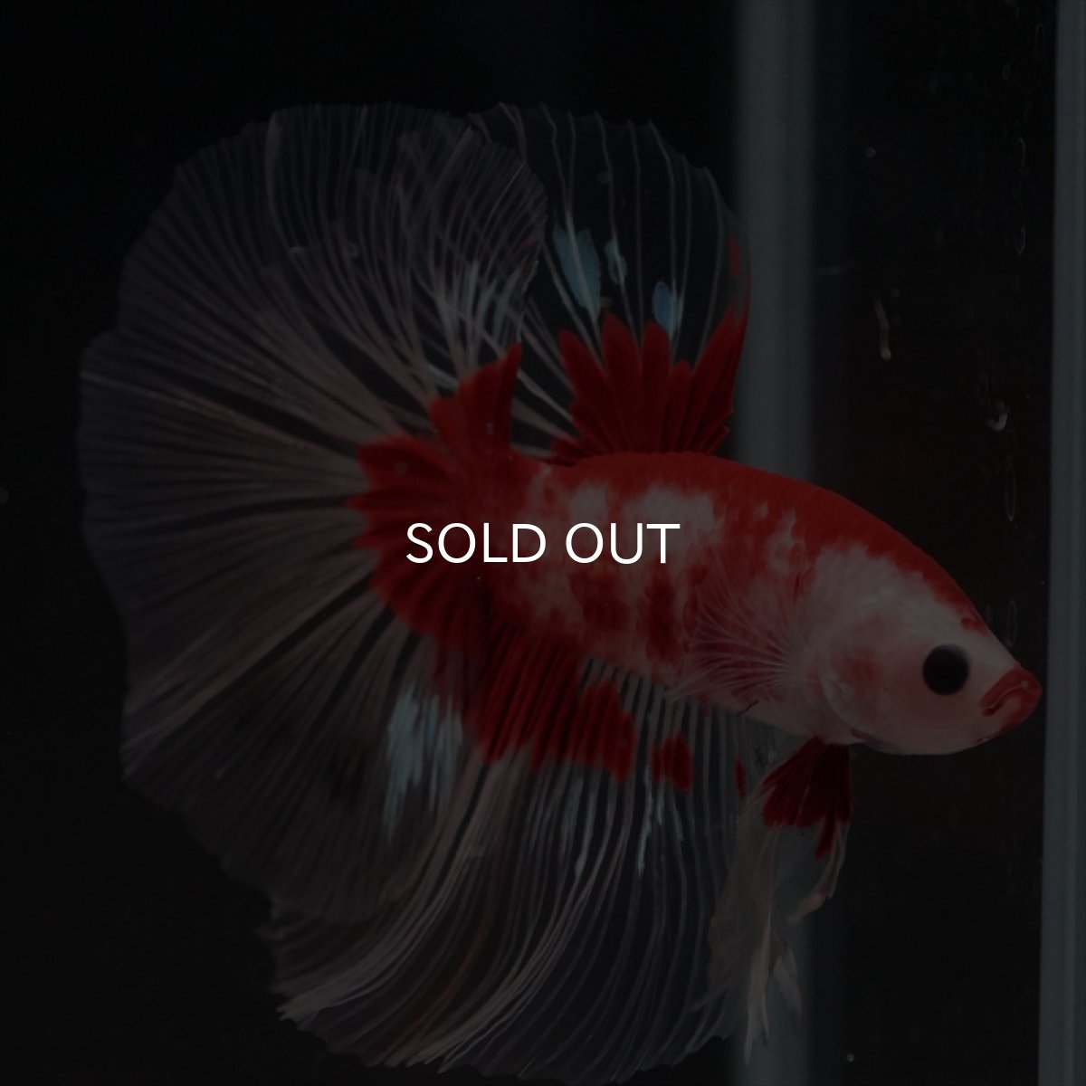 画像8: HM　紅白クリアフィン (8)