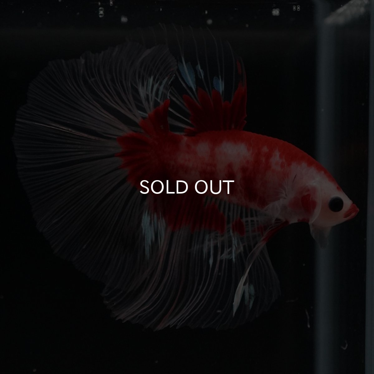 画像7: HM　紅白クリアフィン (7)