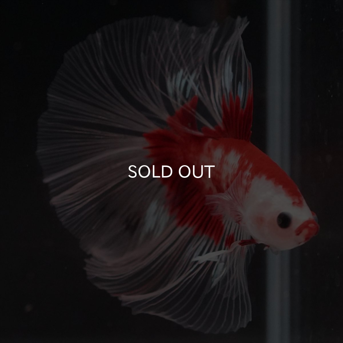 画像6: HM　紅白クリアフィン (6)