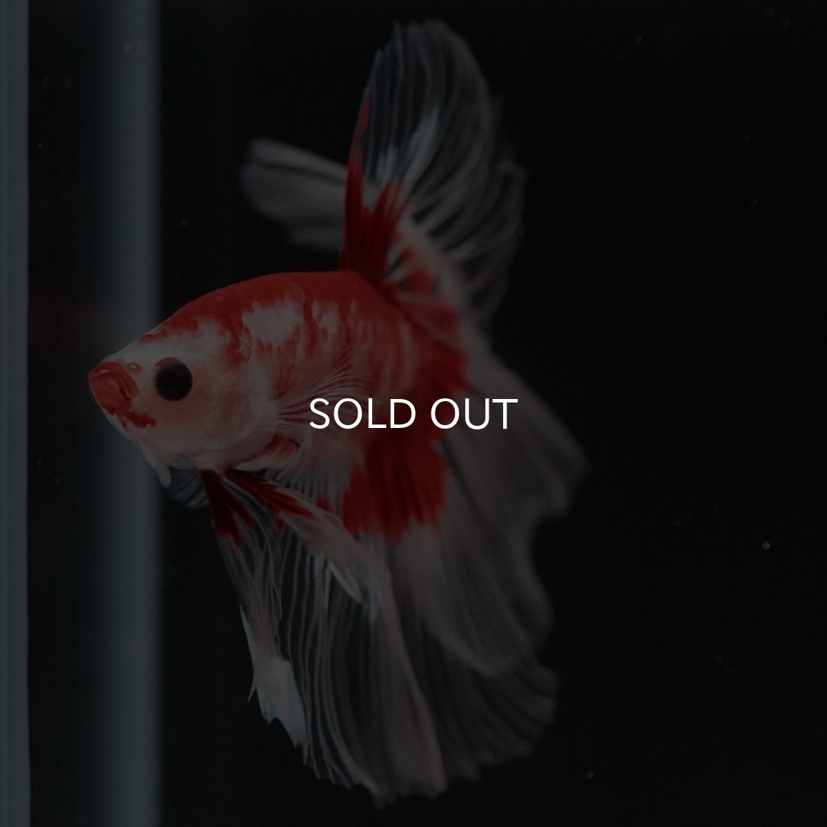 画像5: HM　紅白クリアフィン (5)