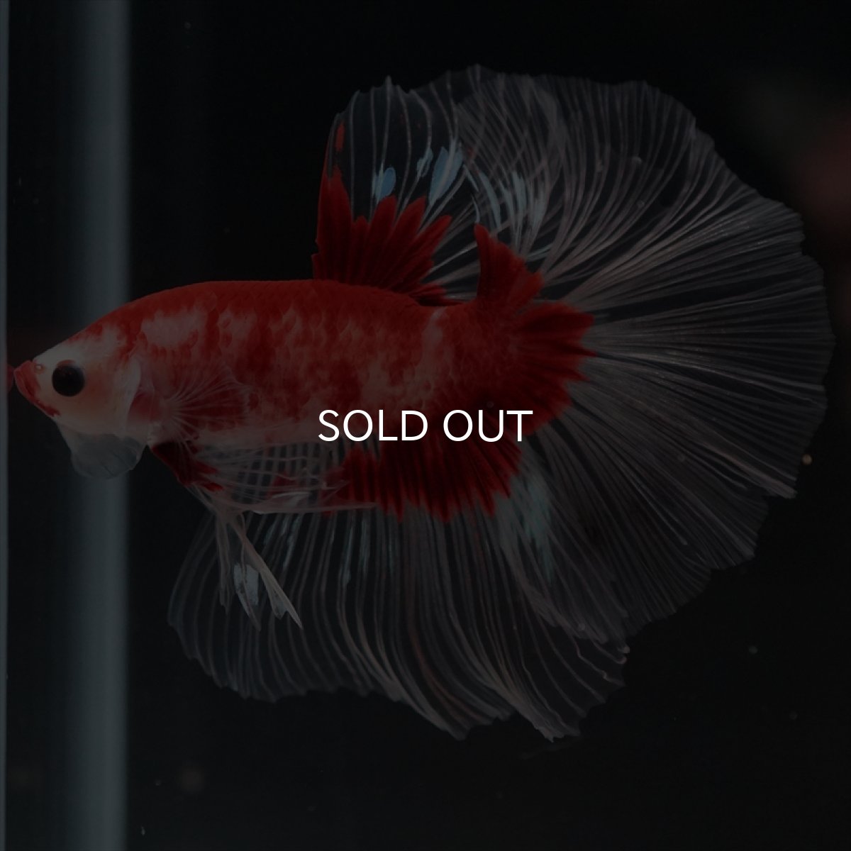 画像4: HM　紅白クリアフィン (4)