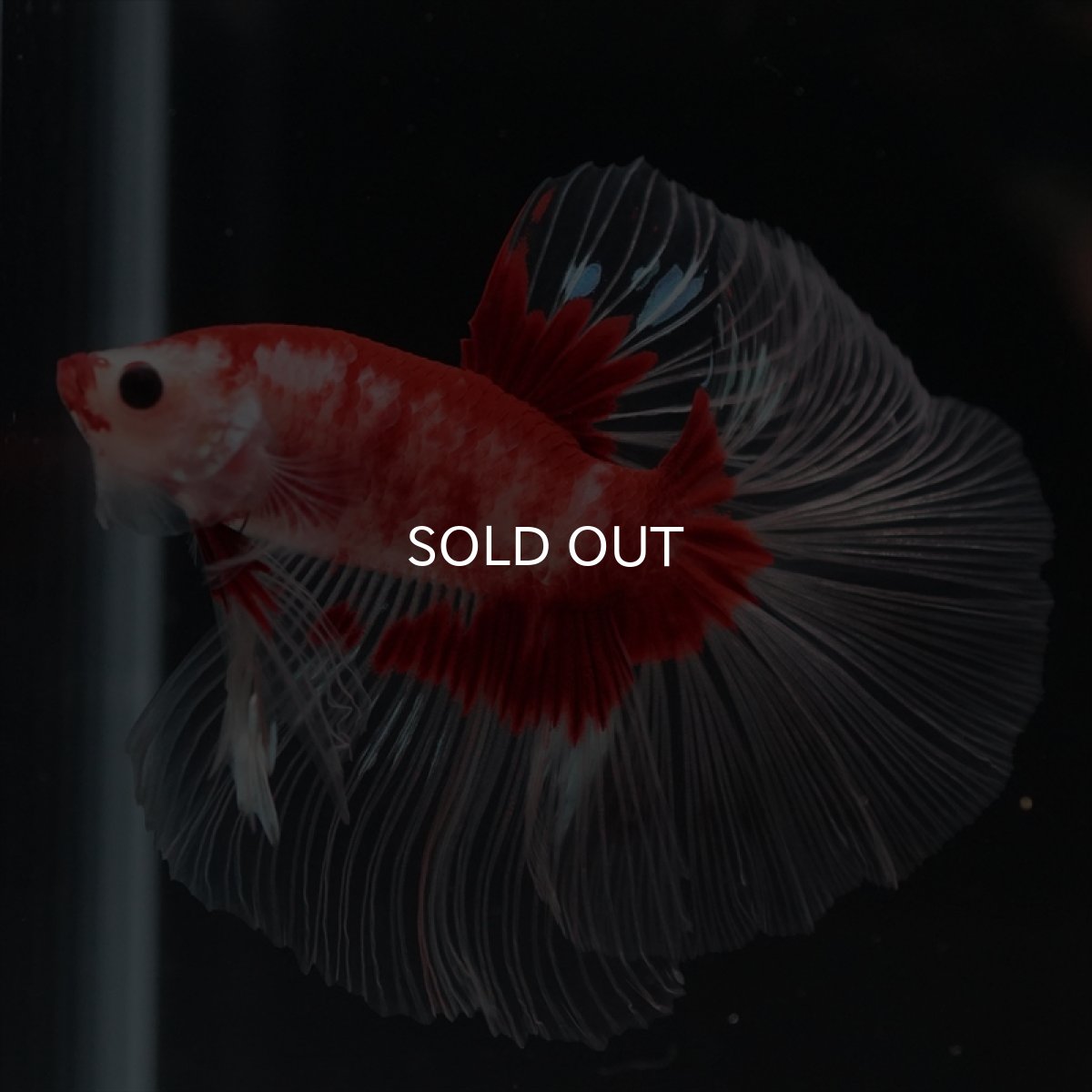 画像2: HM　紅白クリアフィン (2)