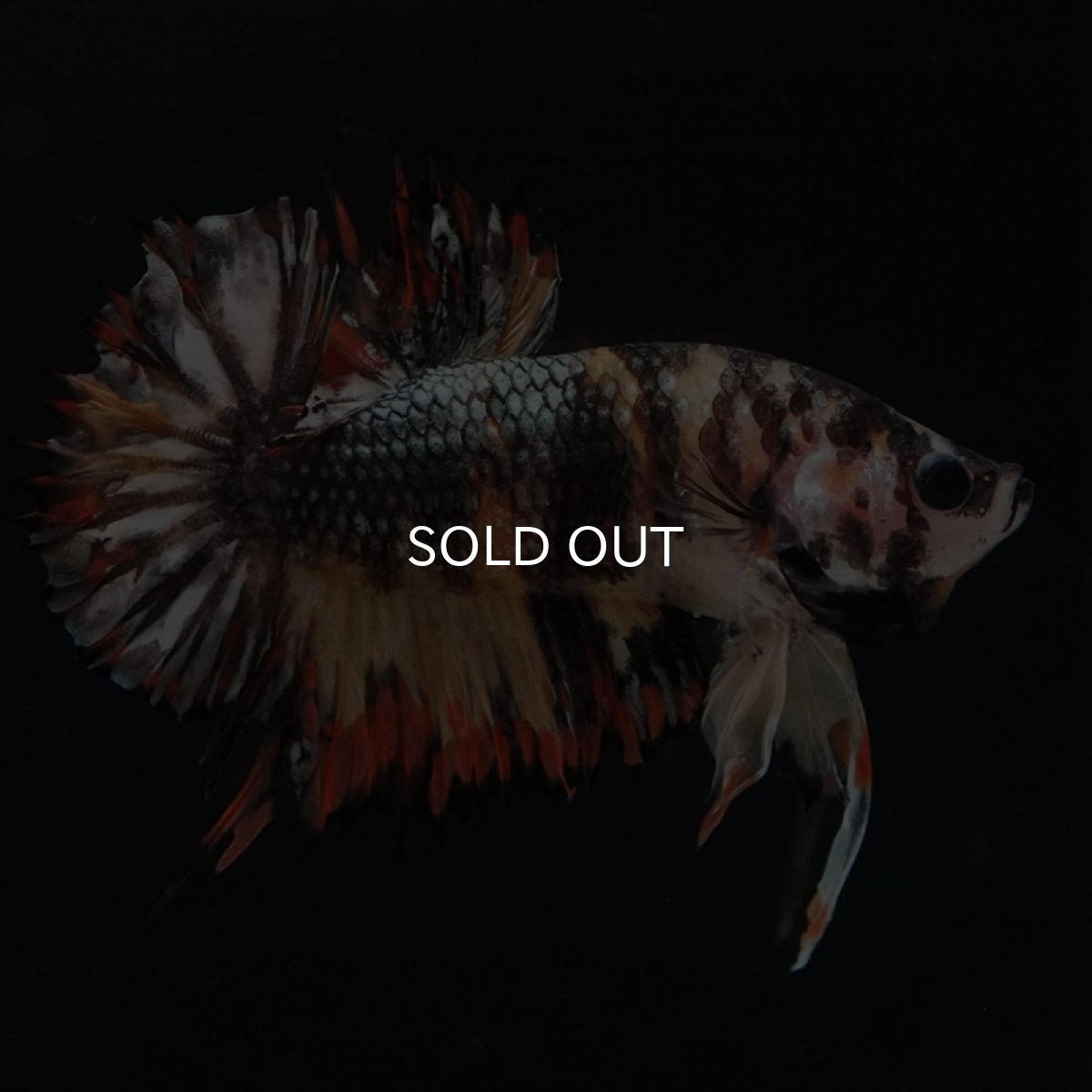 画像11: CTPK キャンディカッパー (11)