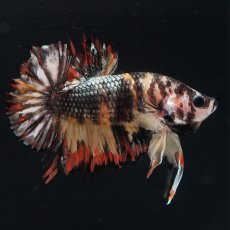 画像11: CTPK キャンディカッパー (11)