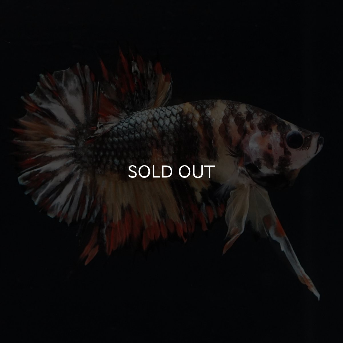 画像10: CTPK キャンディカッパー (10)