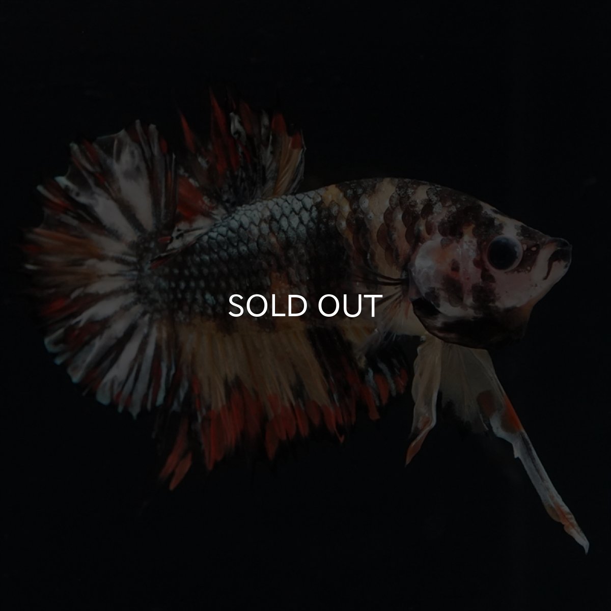 画像5: CTPK キャンディカッパー (5)