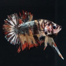 画像5: CTPK キャンディカッパー (5)