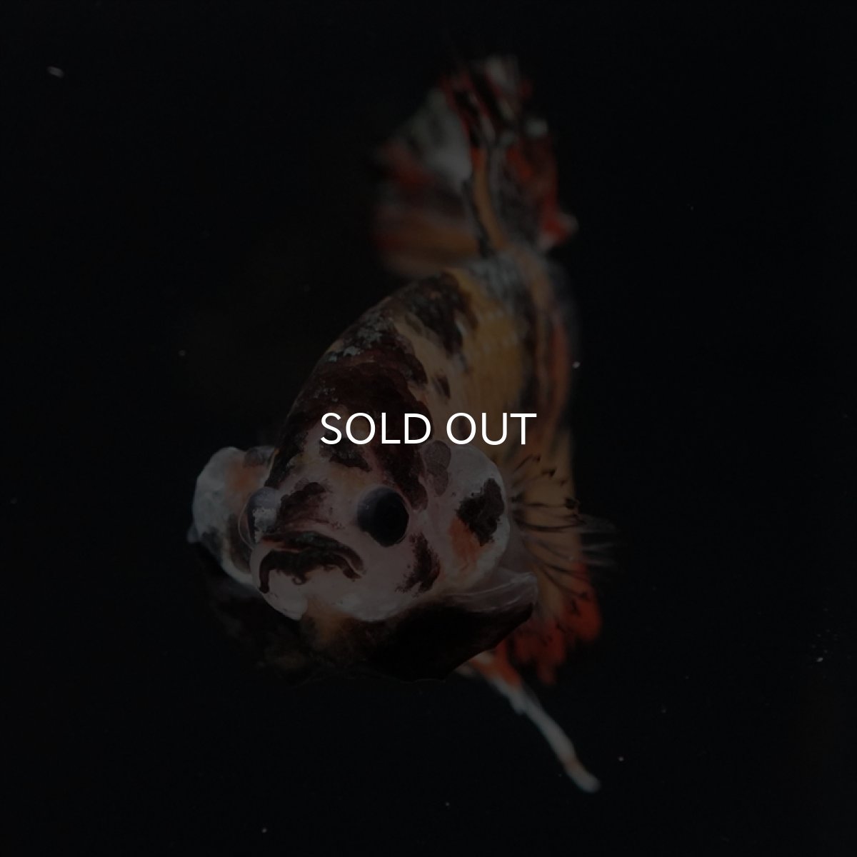 画像2: CTPK キャンディカッパー (2)