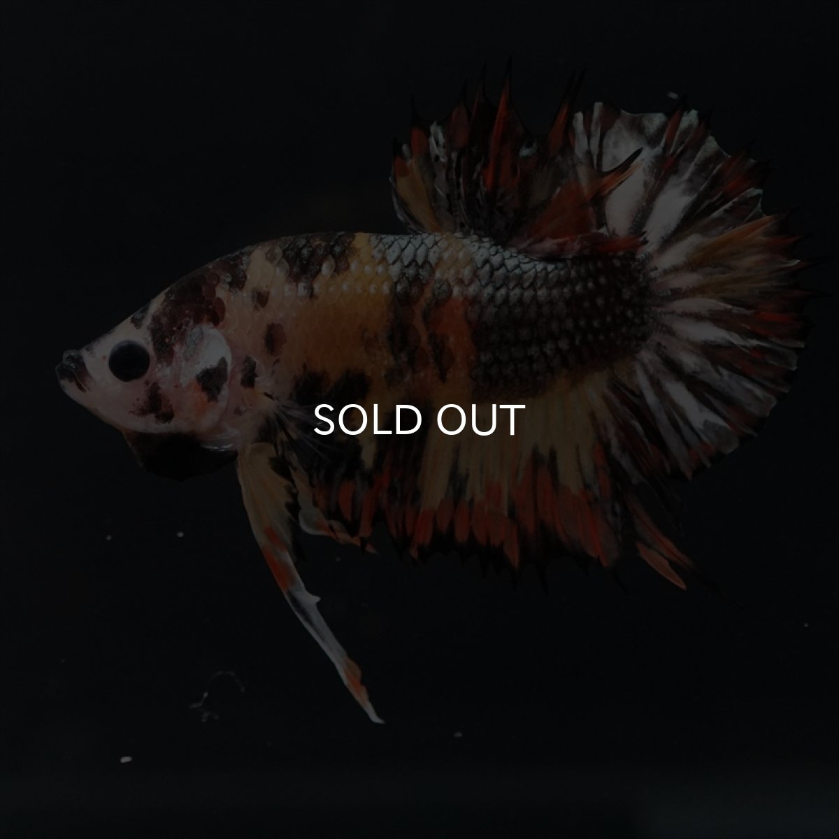 画像3: CTPK キャンディカッパー (3)