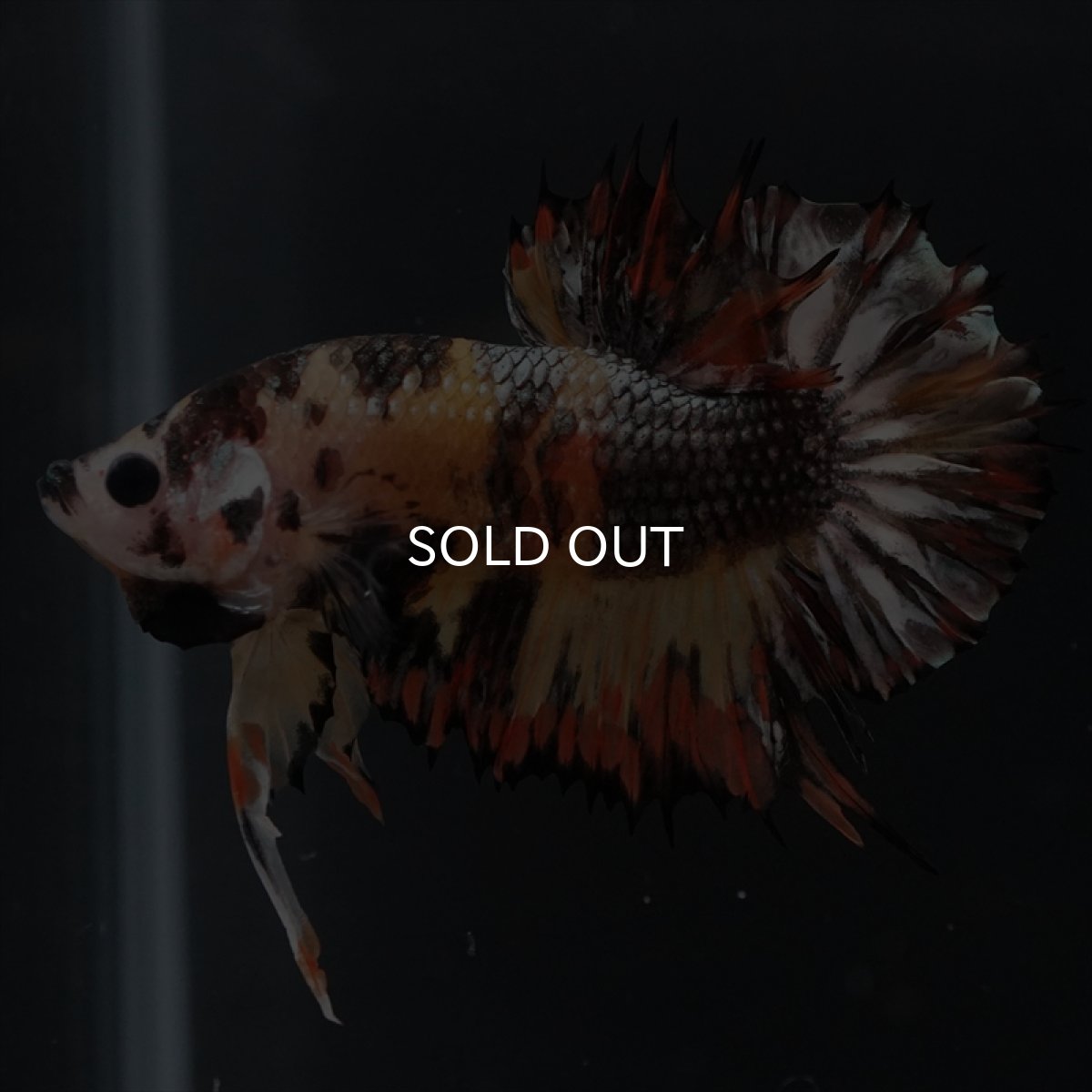 画像9: CTPK キャンディカッパー (9)