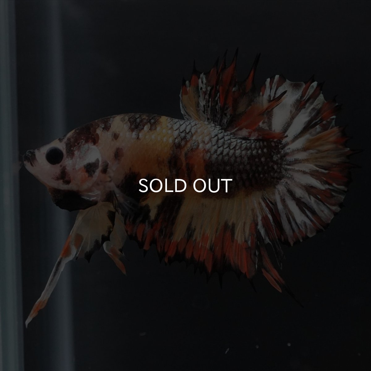 画像8: CTPK キャンディカッパー (8)