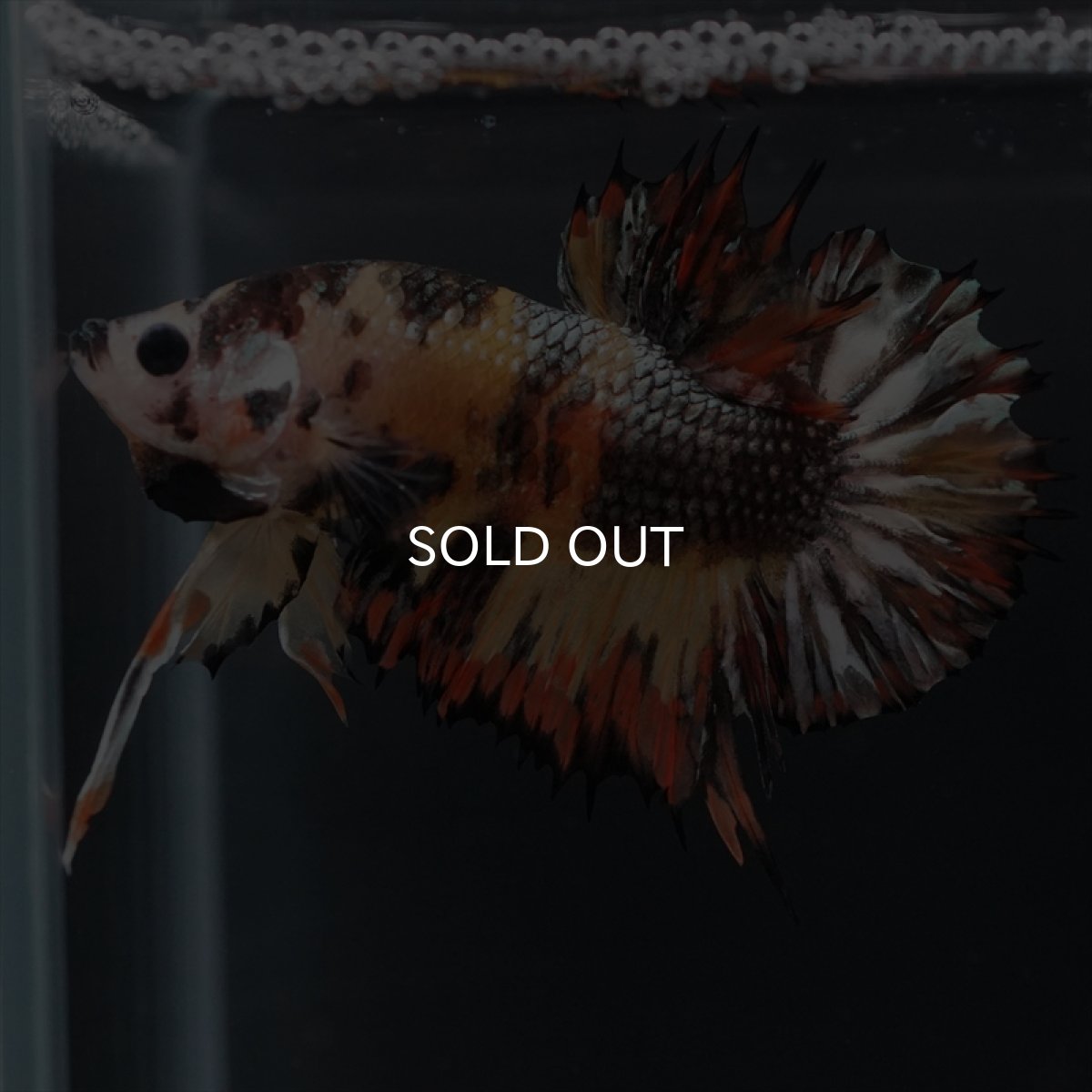 画像7: CTPK キャンディカッパー (7)