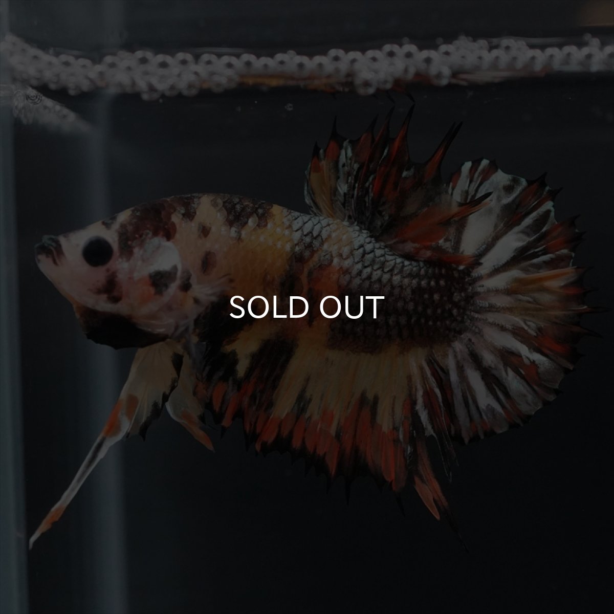 画像6: CTPK キャンディカッパー (6)