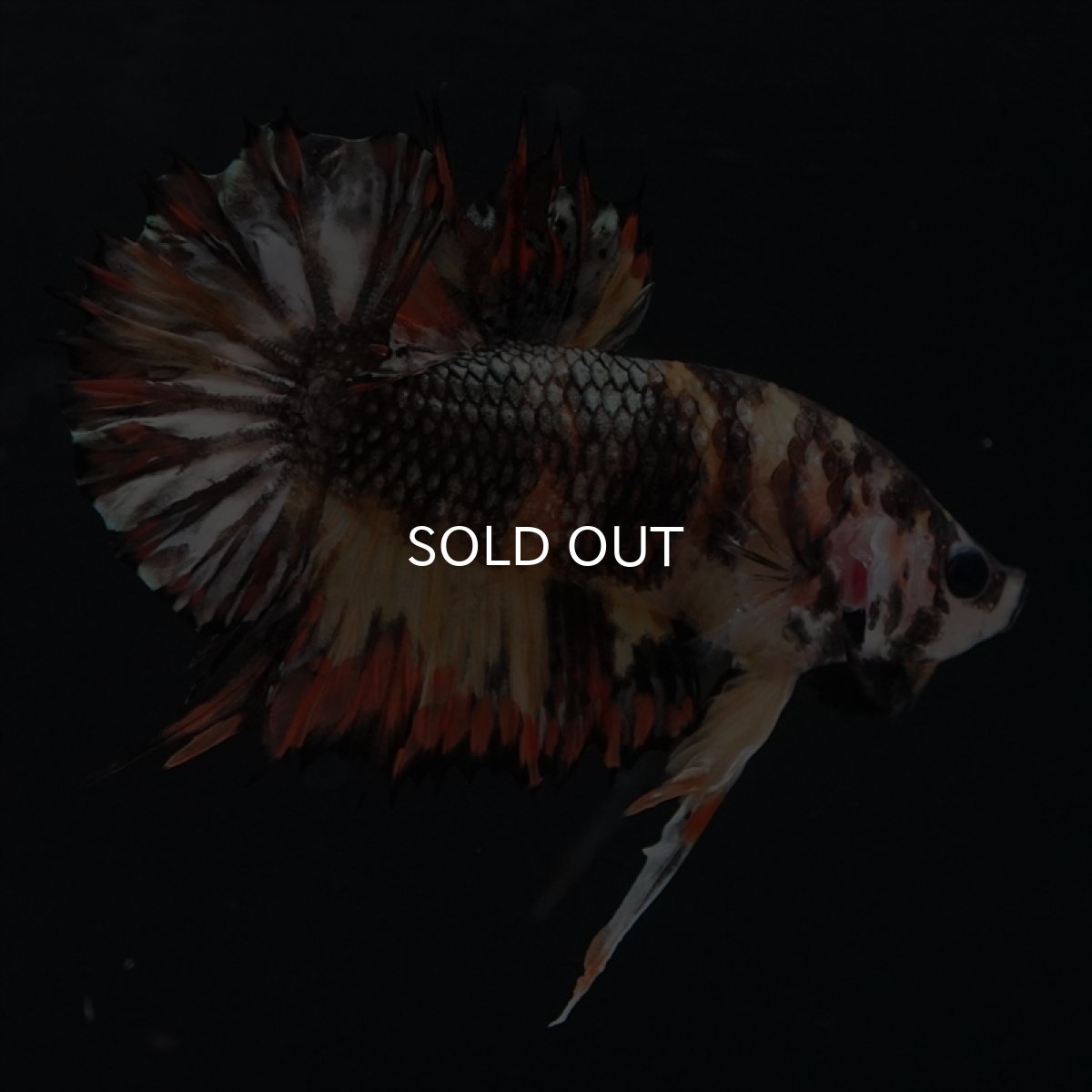 画像4: CTPK キャンディカッパー (4)