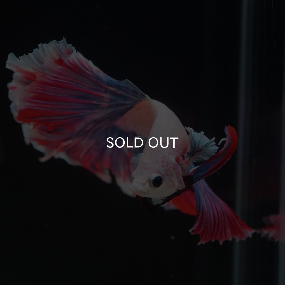 画像3: HM　ファンシー　ローズテール (3)