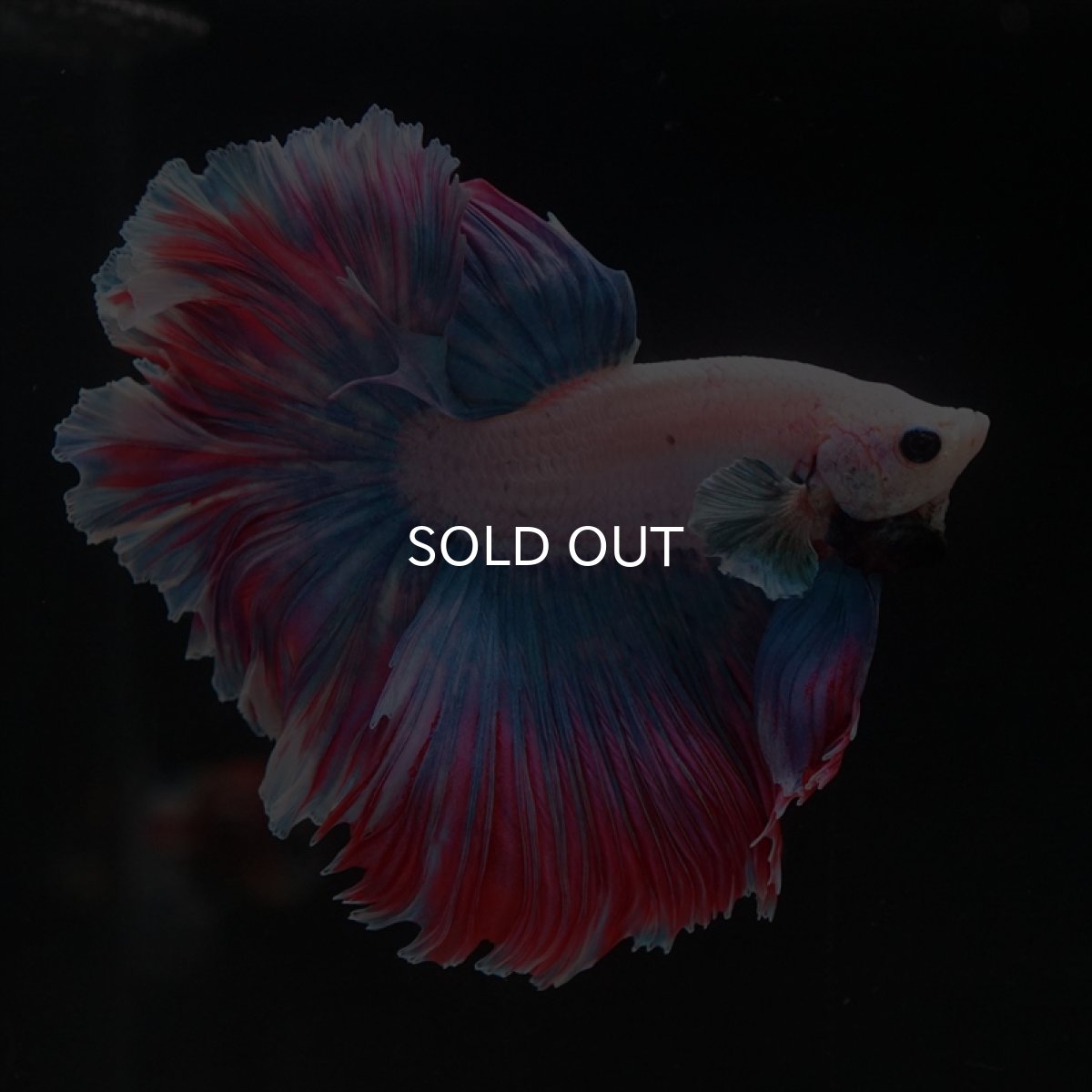 画像12: HM　ファンシー　ローズテール (12)