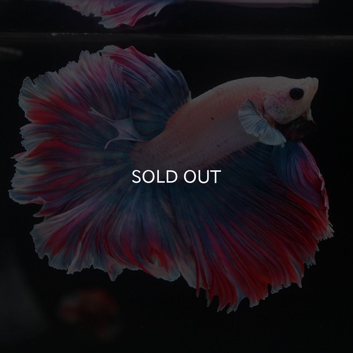 画像2: HM　ファンシー　ローズテール (2)