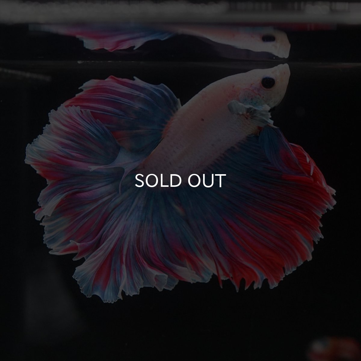 画像11: HM　ファンシー　ローズテール (11)