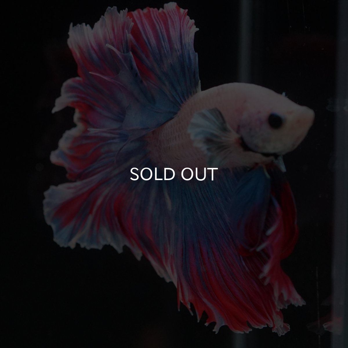 画像10: HM　ファンシー　ローズテール (10)