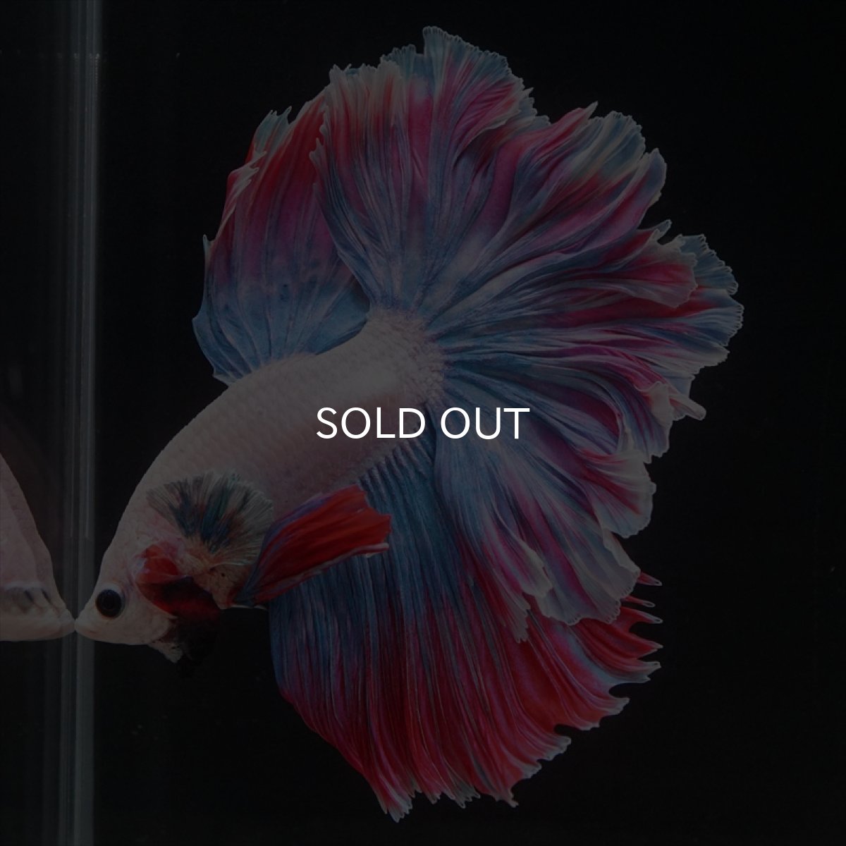 画像9: HM　ファンシー　ローズテール (9)