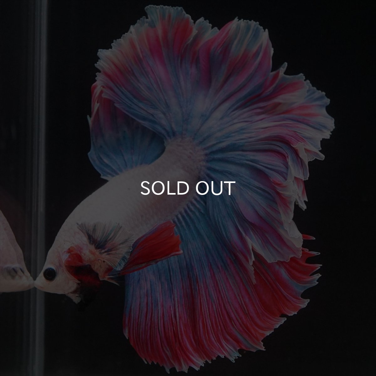 画像8: HM　ファンシー　ローズテール (8)