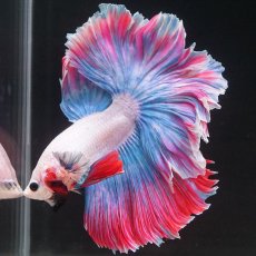 画像8: HM　ファンシー　ローズテール (8)