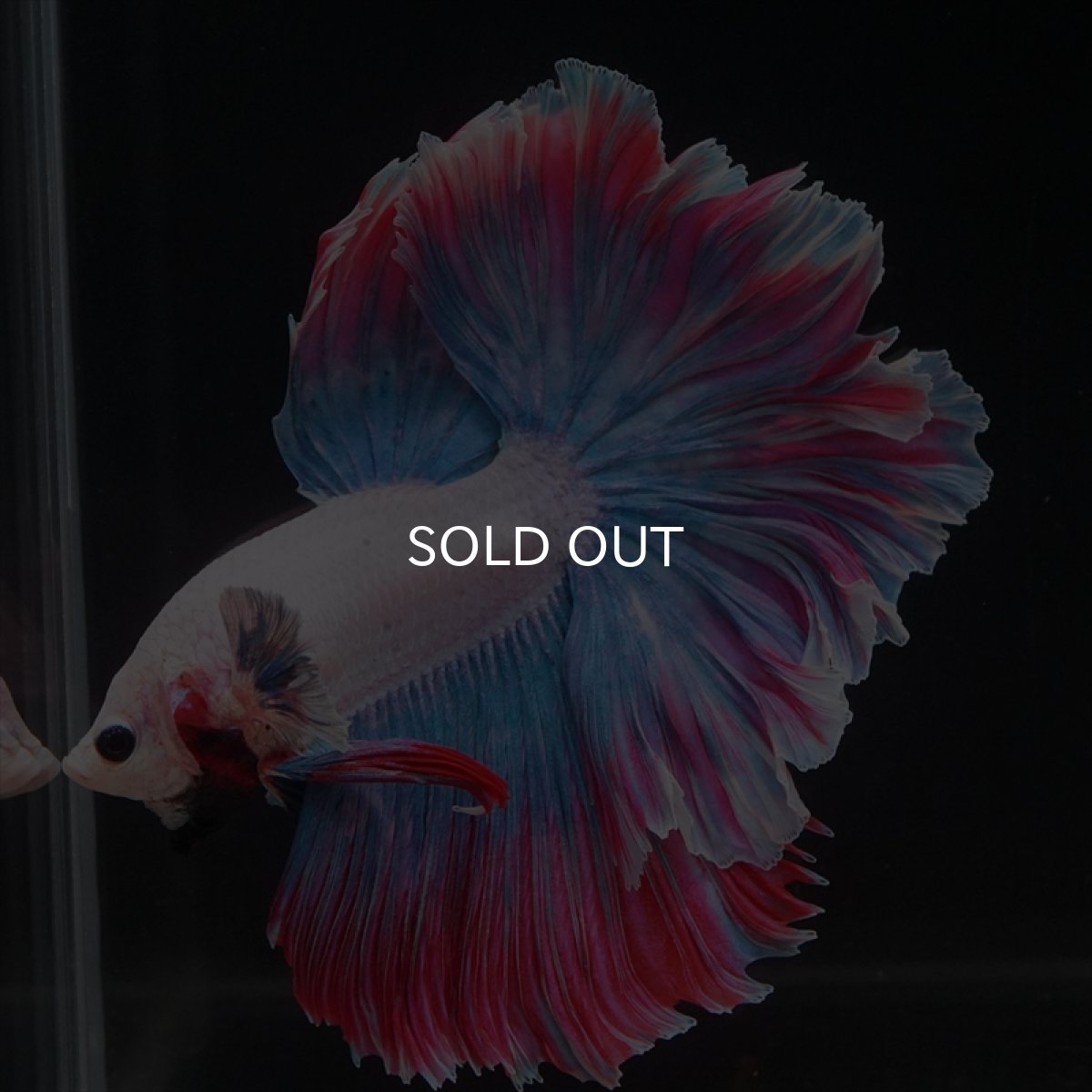 画像7: HM　ファンシー　ローズテール (7)