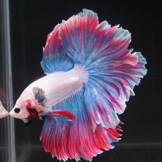 画像7: HM　ファンシー　ローズテール (7)