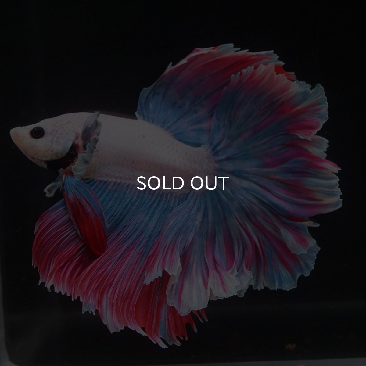 画像6: HM　ファンシー　ローズテール (6)