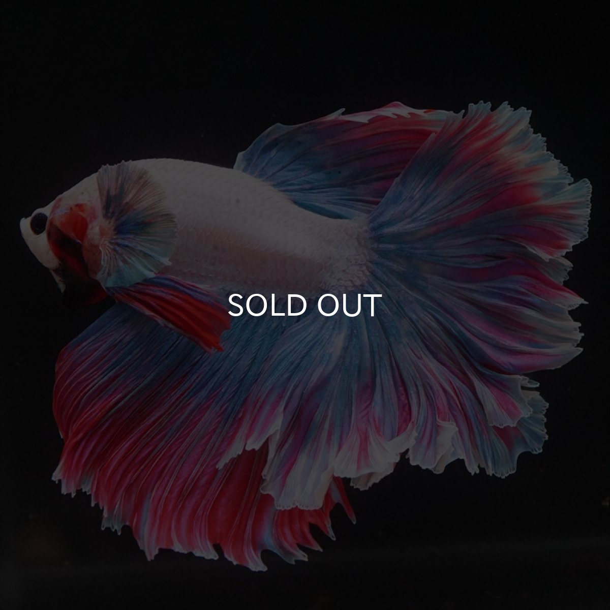 画像4: HM　ファンシー　ローズテール (4)