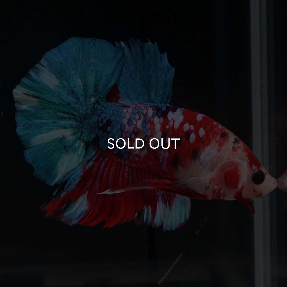 画像14: HMPK 鯉ギャラクシー (14)