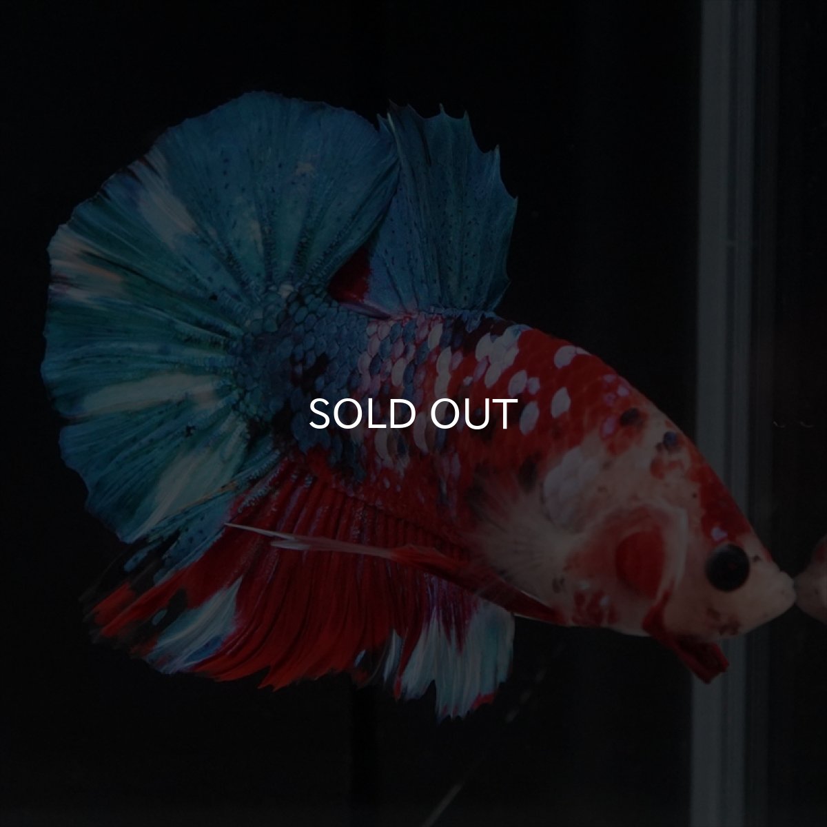 画像13: HMPK 鯉ギャラクシー (13)