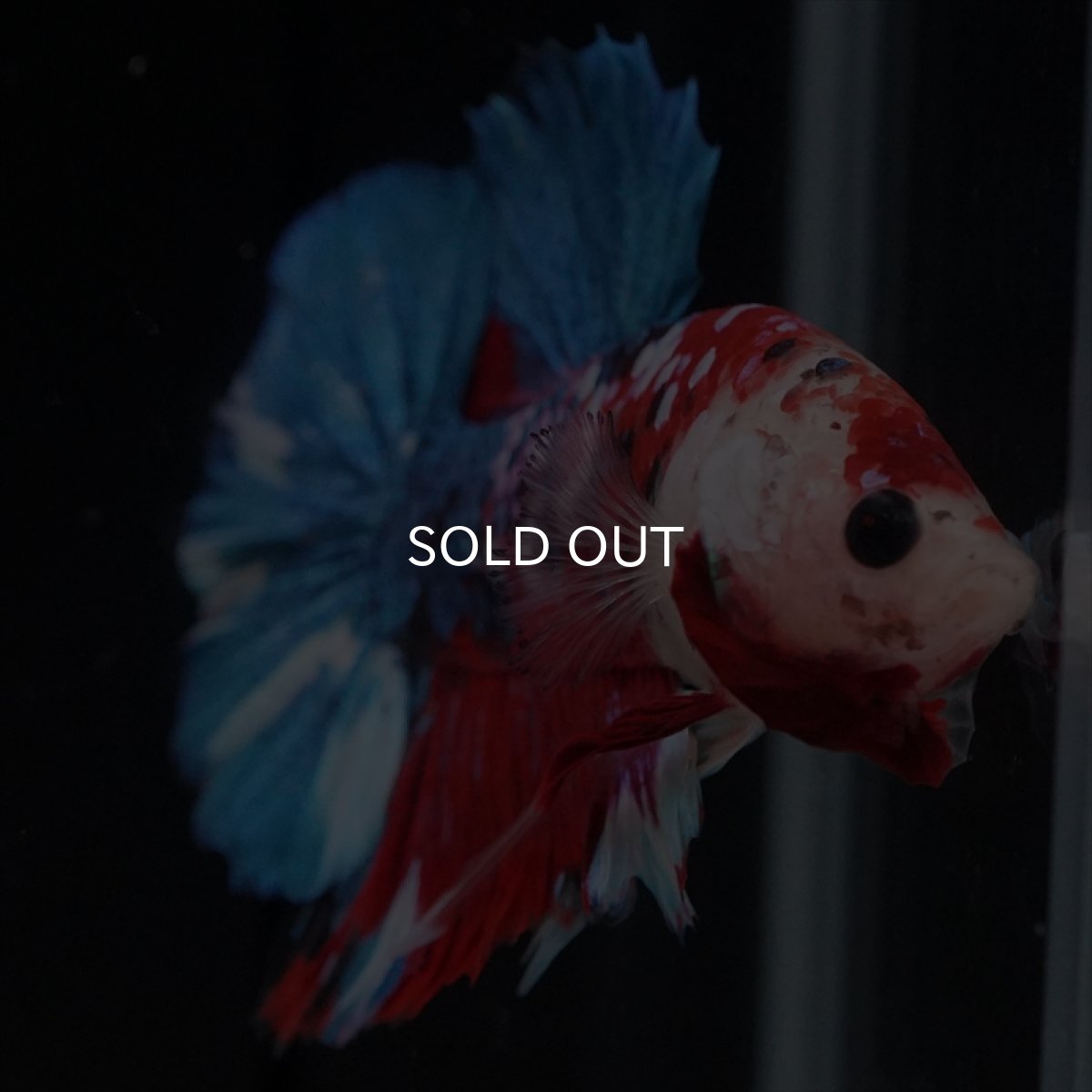 画像5: HMPK 鯉ギャラクシー (5)