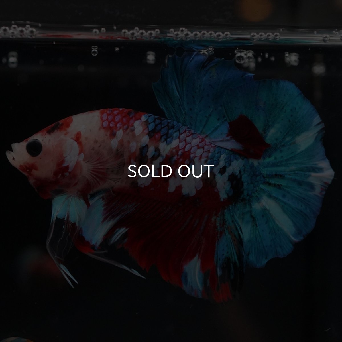 画像12: HMPK 鯉ギャラクシー (12)