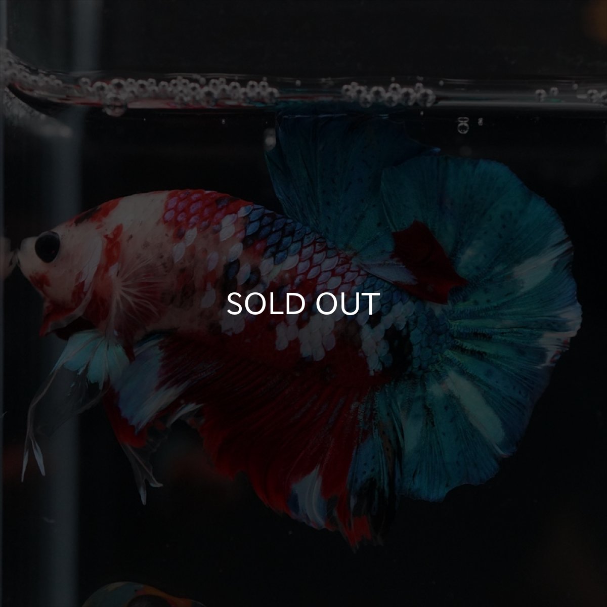 画像11: HMPK 鯉ギャラクシー (11)