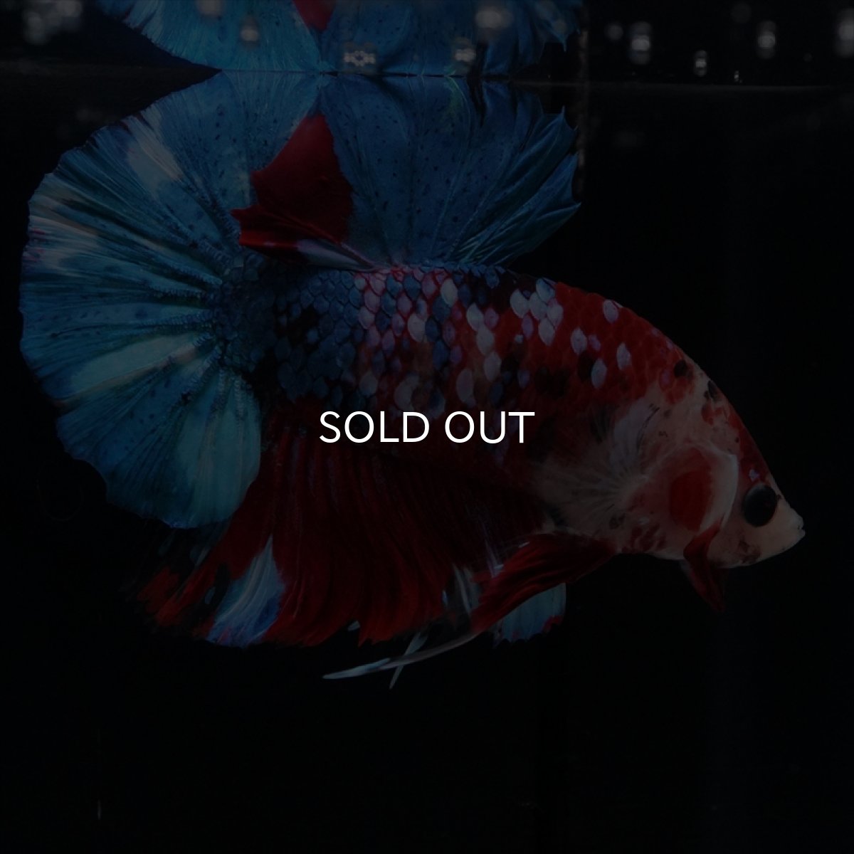 画像10: HMPK 鯉ギャラクシー (10)