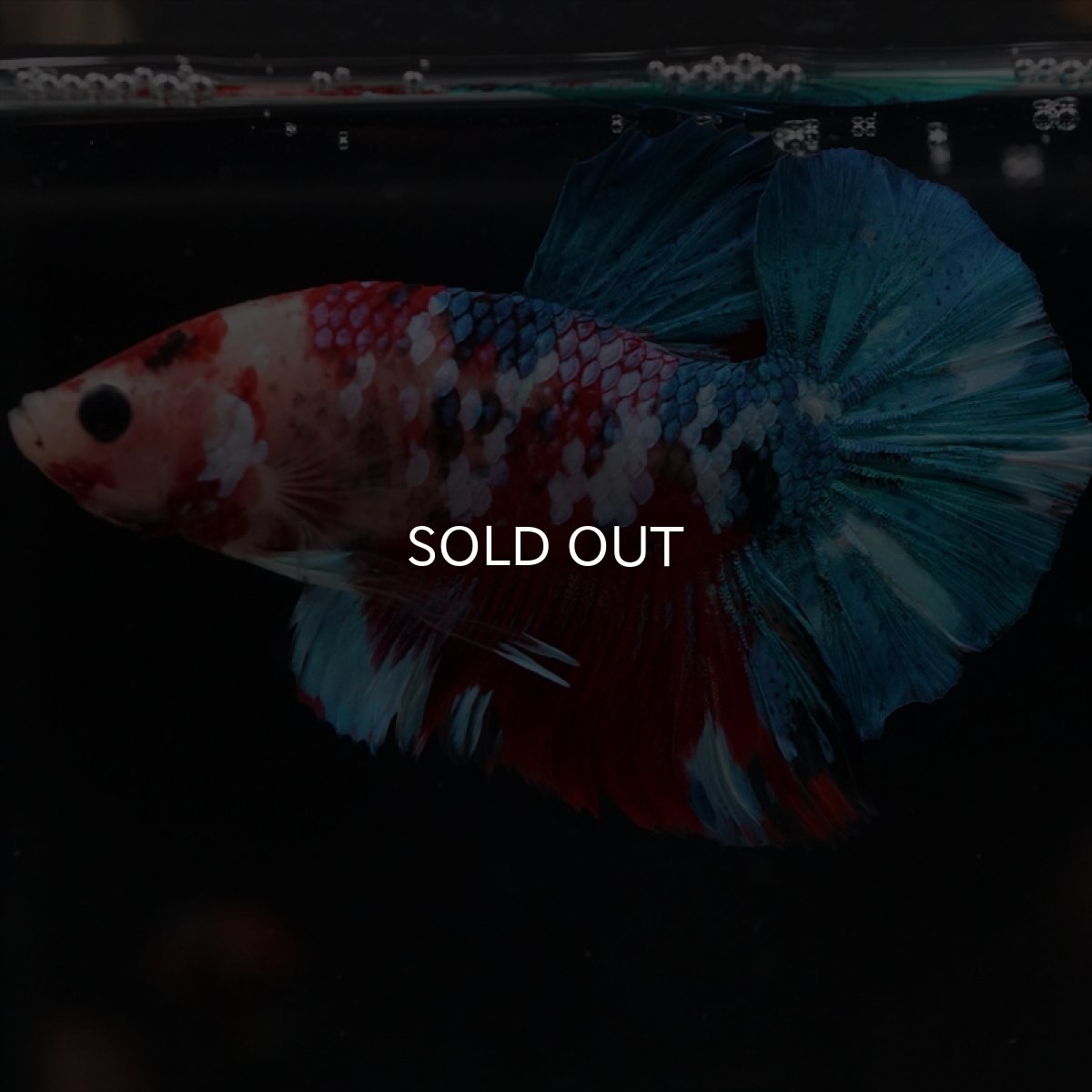 画像9: HMPK 鯉ギャラクシー (9)