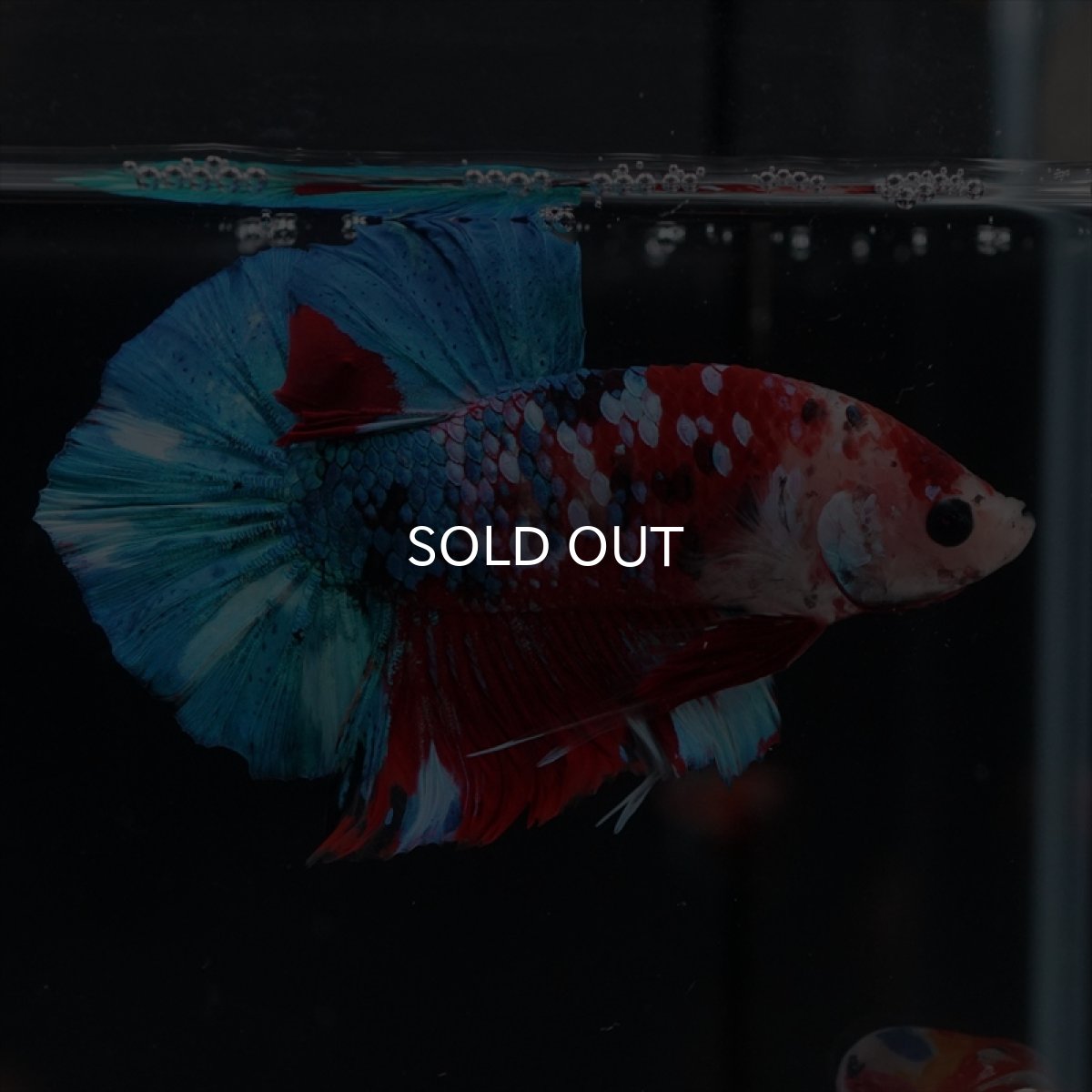 画像8: HMPK 鯉ギャラクシー (8)