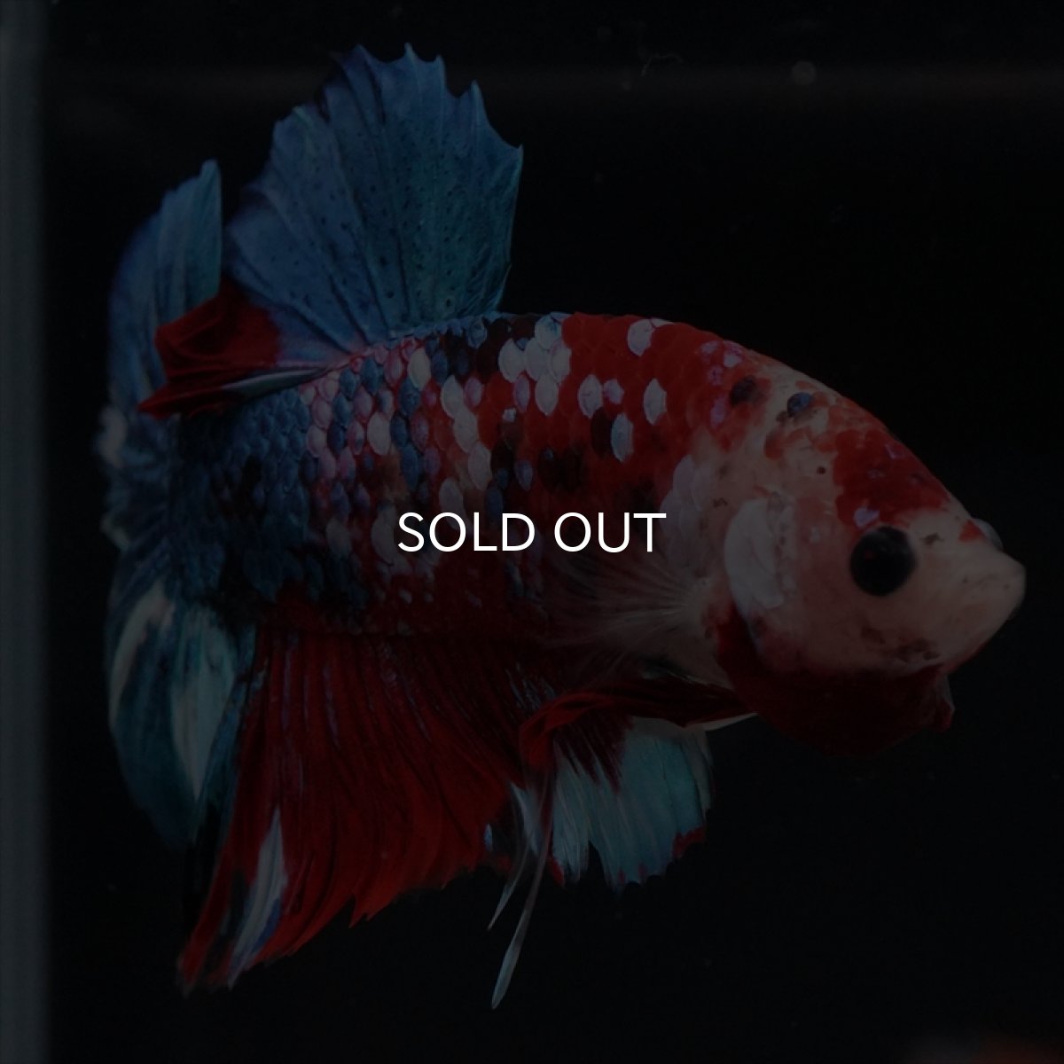 画像7: HMPK 鯉ギャラクシー (7)