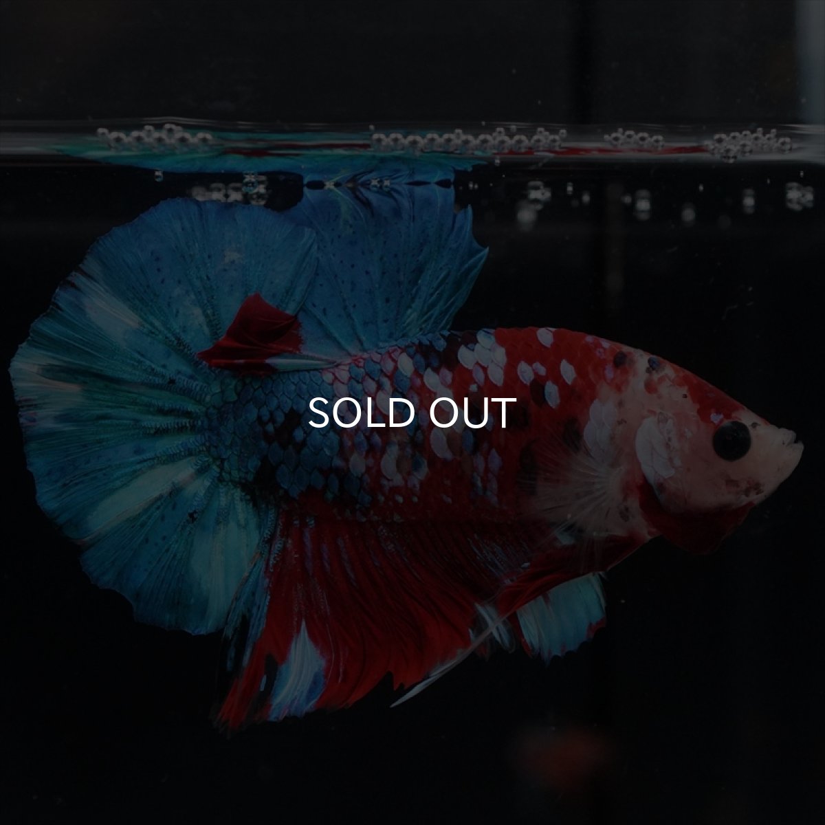 画像2: HMPK 鯉ギャラクシー (2)