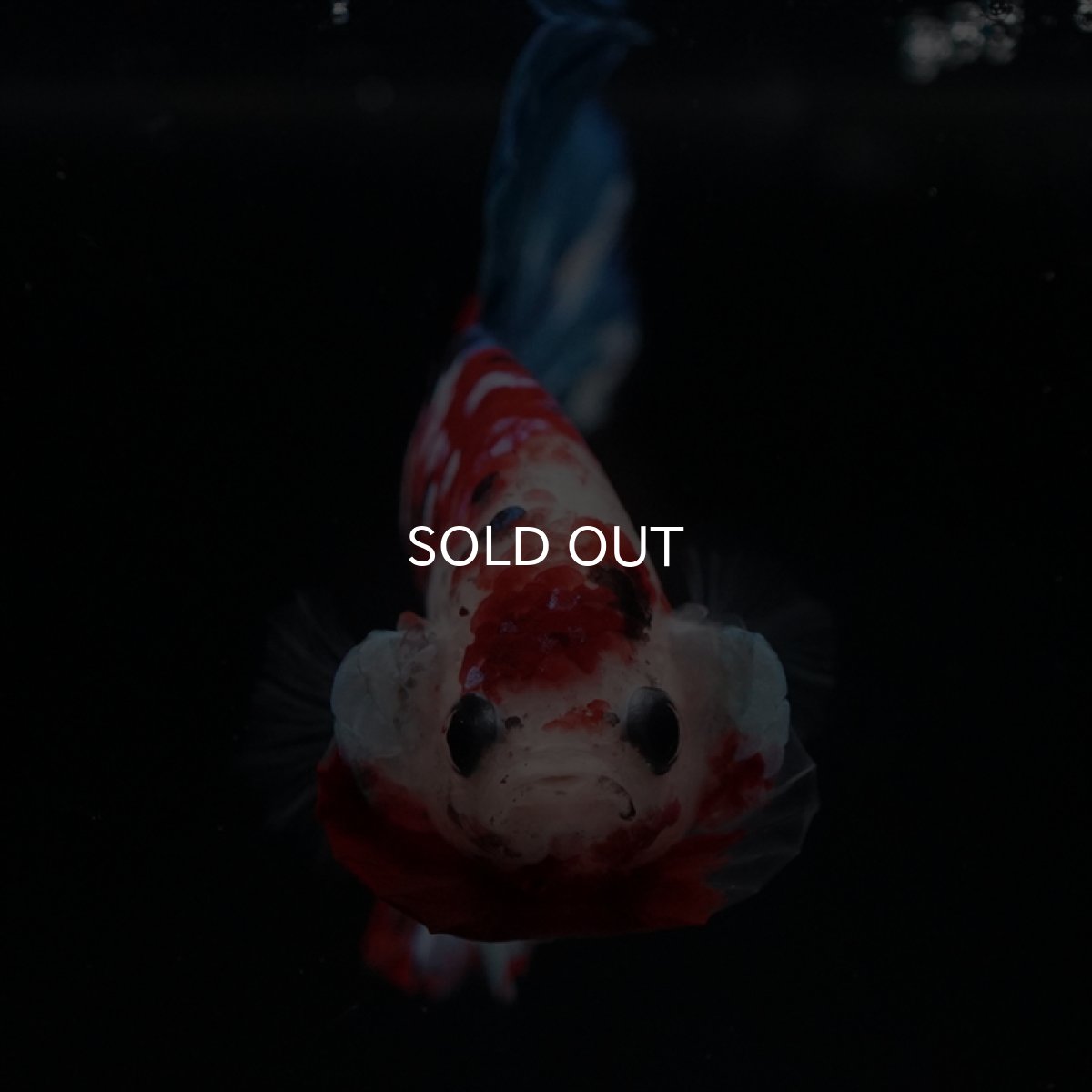 画像3: HMPK 鯉ギャラクシー (3)