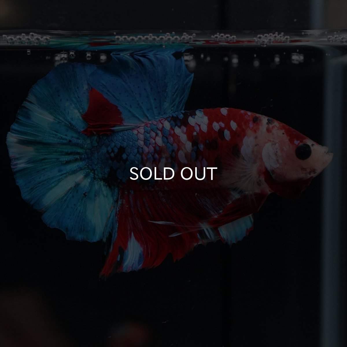 画像6: HMPK 鯉ギャラクシー (6)