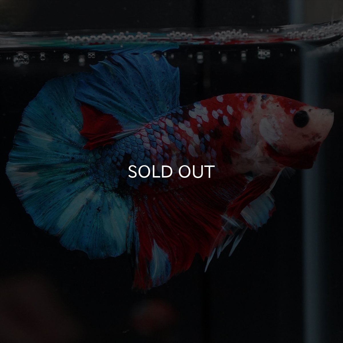 画像4: HMPK 鯉ギャラクシー (4)