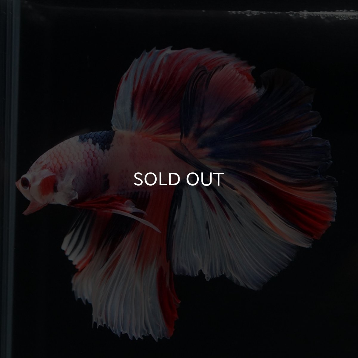 画像14: HM キャンディレインボー (14)