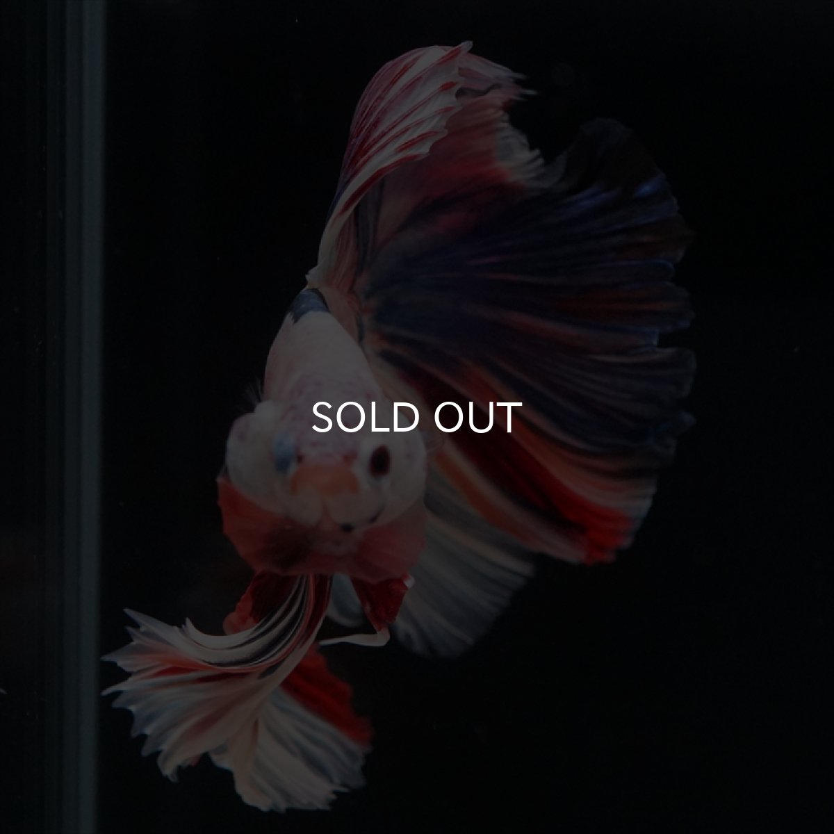 画像13: HM キャンディレインボー (13)