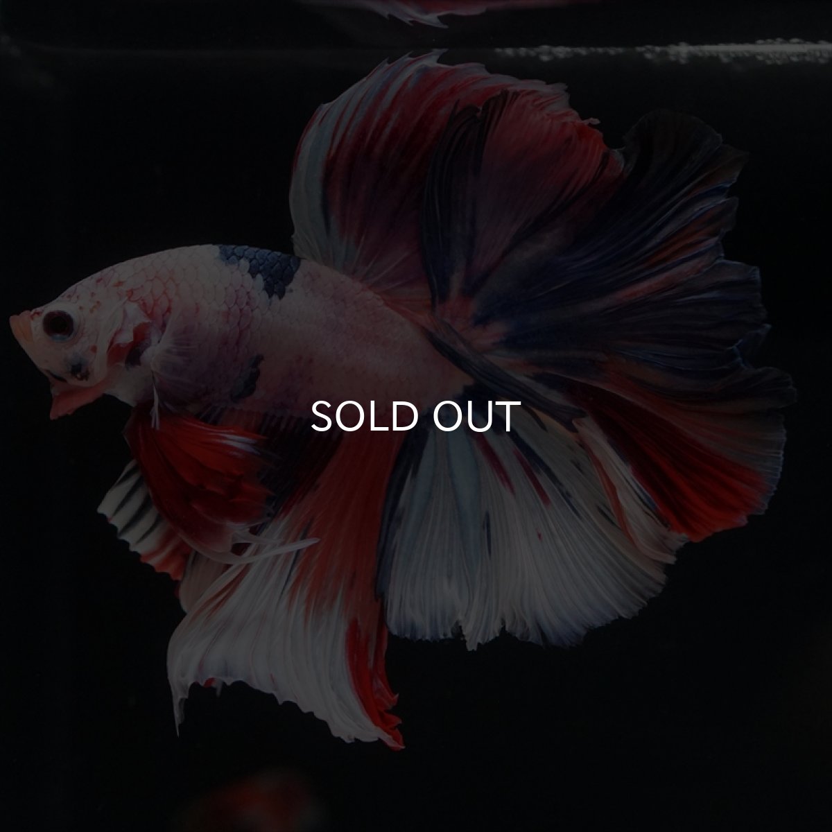 画像12: HM キャンディレインボー (12)